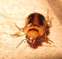 Bradybaenus opulentus