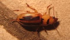 Bradybaenus opulentus