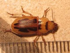 Bradybaenus opulentus