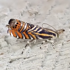 Thaumatographa jonesi