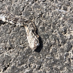 Elaphe schrenckii