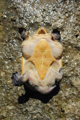 Claudius angustatus