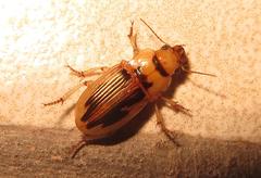 Bradybaenus opulentus