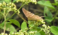 Marpesia chiron