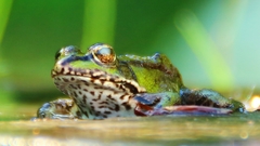 Pelophylax