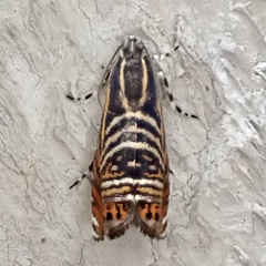 Thaumatographa jonesi