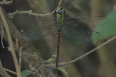 Triacanthagyna caribbea