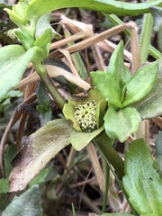 Enydra sessilifolia
