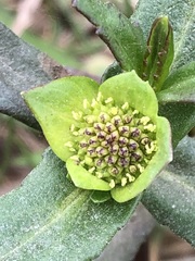 Enydra sessilifolia