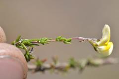 Aspalathus microphylla