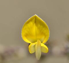 Aspalathus microphylla