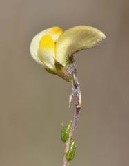 Aspalathus microphylla