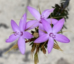 Calytrix decandra