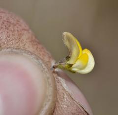 Aspalathus microphylla