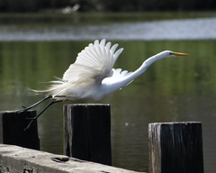 Ardea alba