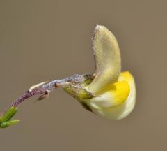 Aspalathus microphylla