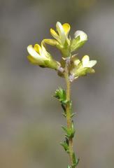 Aspalathus microphylla