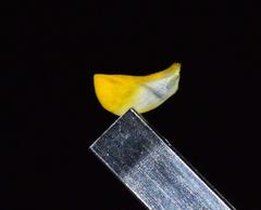 Aspalathus microphylla