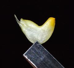 Aspalathus microphylla