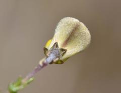 Aspalathus microphylla