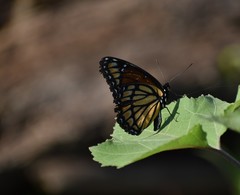 Limenitis archippus watsoni