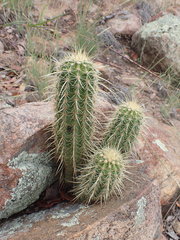 Echinocereus ledingii
