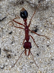 Myrmecia analis