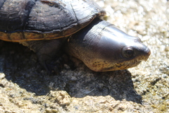 Claudius angustatus