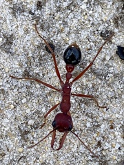 Myrmecia analis