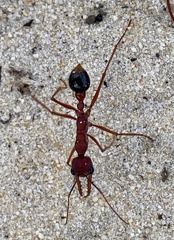 Myrmecia analis