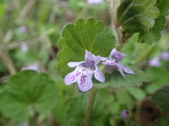 Glechoma grandis