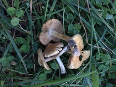 Pseudosperma curreyi