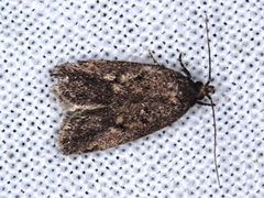 Barea codrella