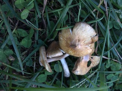 Pseudosperma curreyi