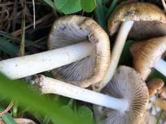 Pseudosperma curreyi