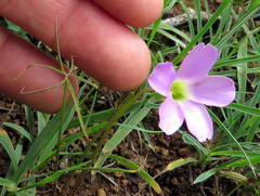 Oxalis smithiana