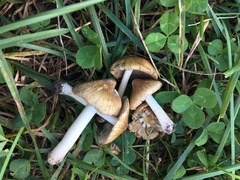 Pseudosperma curreyi