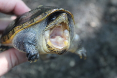 Claudius angustatus