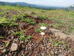 Panaeolus cyanescens