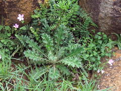 Berkheya heterophylla radiata