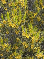 Acacia cupularis
