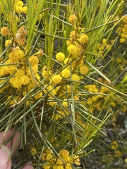 Acacia cupularis
