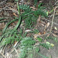 Asplenium rutifolium