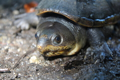 Claudius angustatus