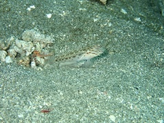 Ctenogobiops crocineus