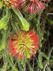 Melaleuca orbifolia