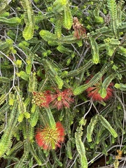 Melaleuca orbifolia