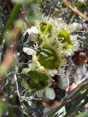 Leptospermum spinescens