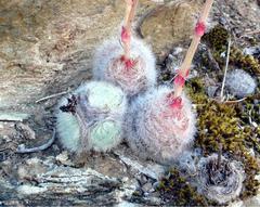 Crassula barbata barbata