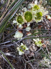 Leptospermum spinescens
